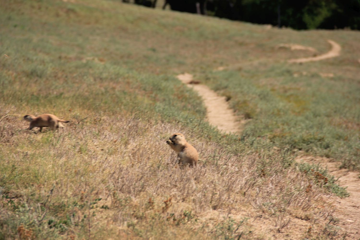 South Unit Scenic Highway and Hikes 